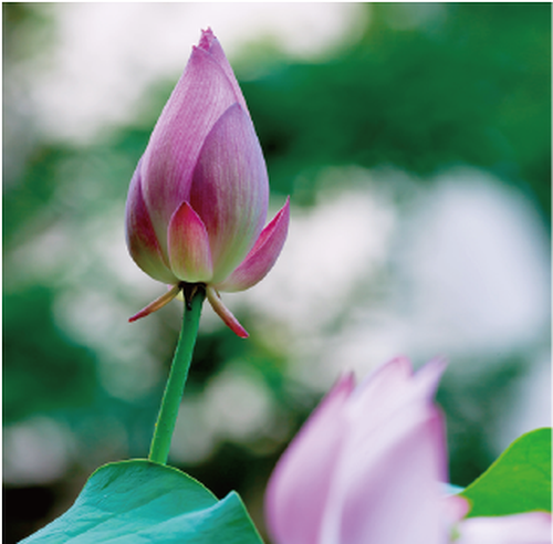 慈受院門跡について