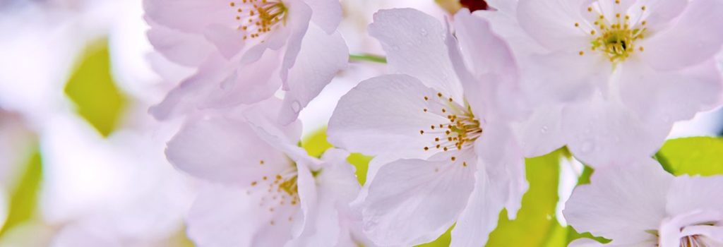 参拝者さまの声